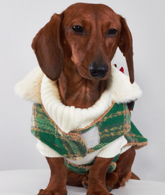 Pet Product - Premium Pet Accessory