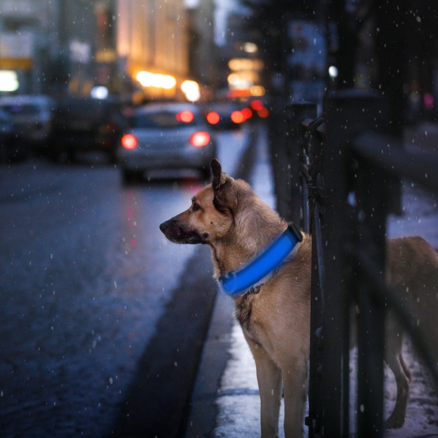 GBruno LED Dog Collar USB | Purrfect Pet Kingdom