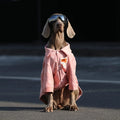 Dog Clothes For Large Breeds Labrador - Majestic Pet Kingdom