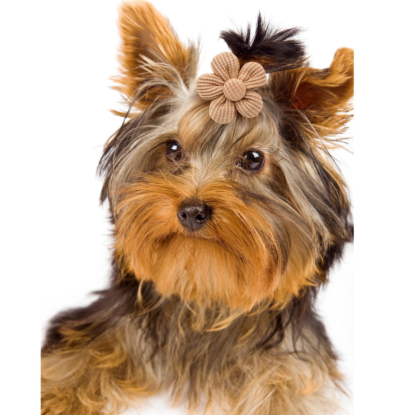 Luxury Pet Essentials - Purrfect Pet Kingdom™