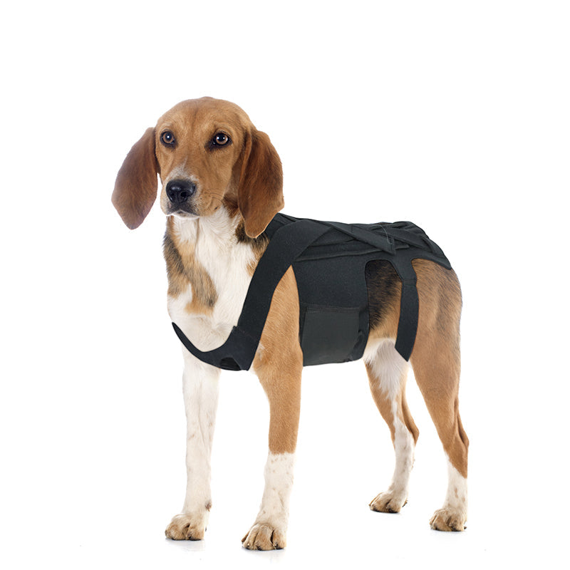 Luxury Pet Essentials - Purrfect Pet Kingdom™