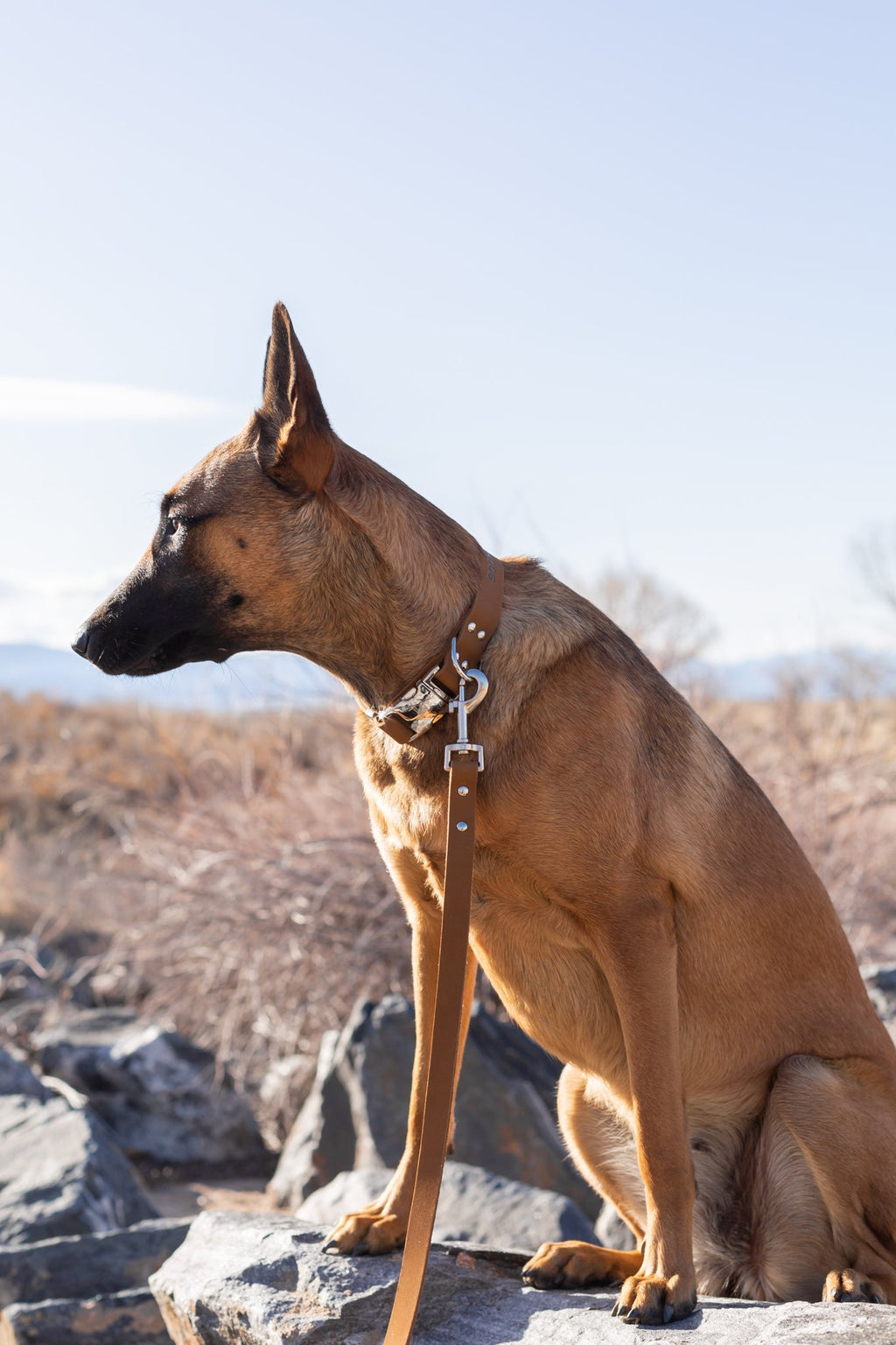 Modern Style Leather Dog Leash