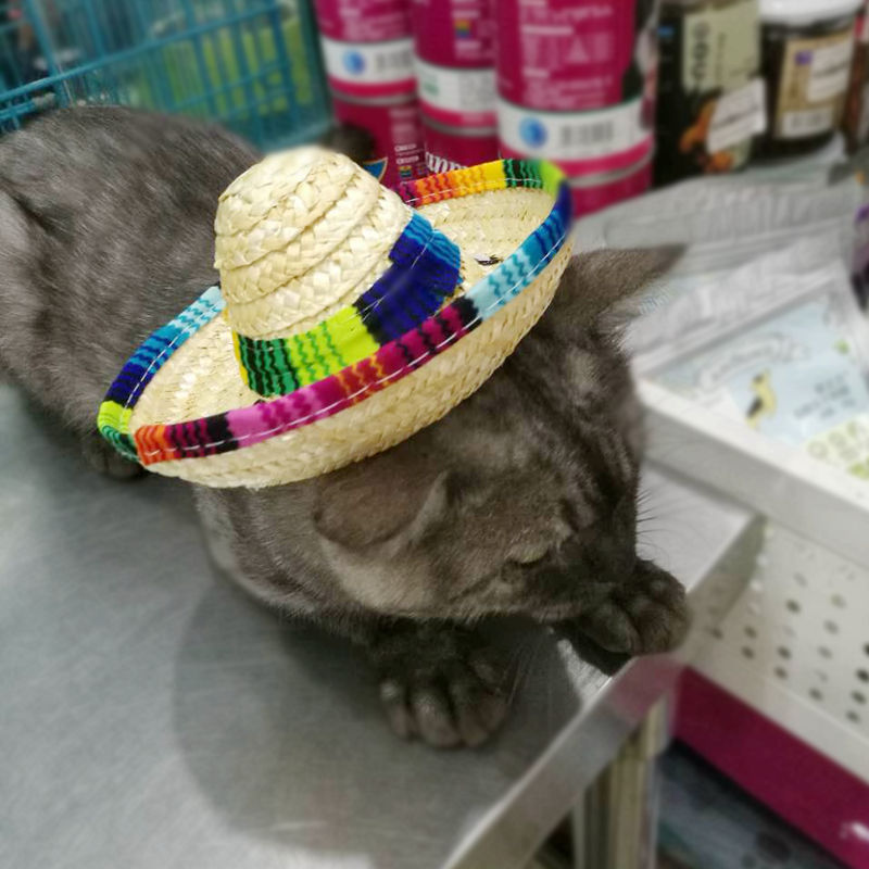 Luxury Pet Essentials - Purrfect Pet Kingdom™