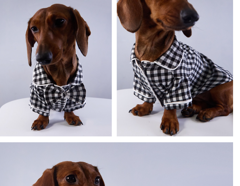 Pet Product - Premium Pet Accessory