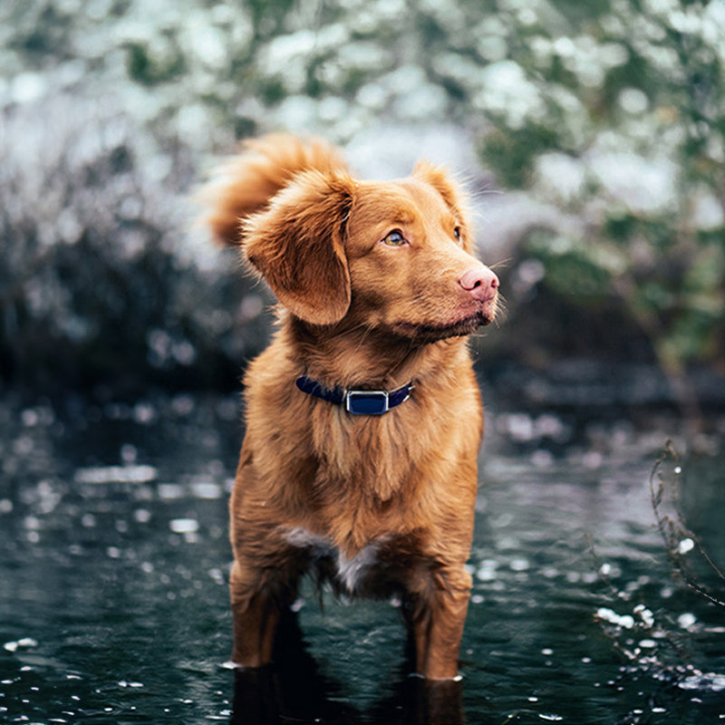 G12 Smart GPS pet tracker: Mini, waterproof, anti - loss col