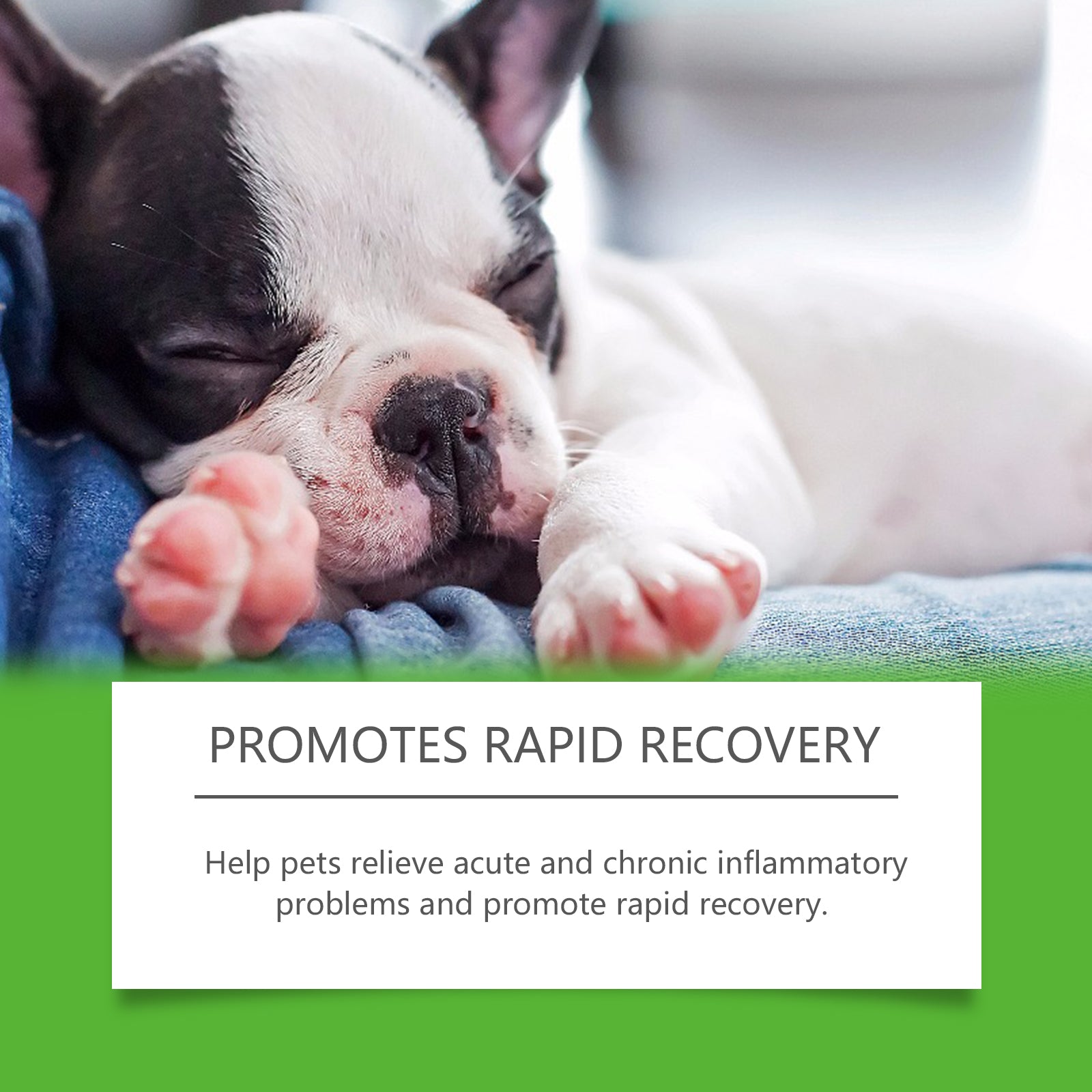 Dog Dietary Supplement: Daily Pet Health Support Formula