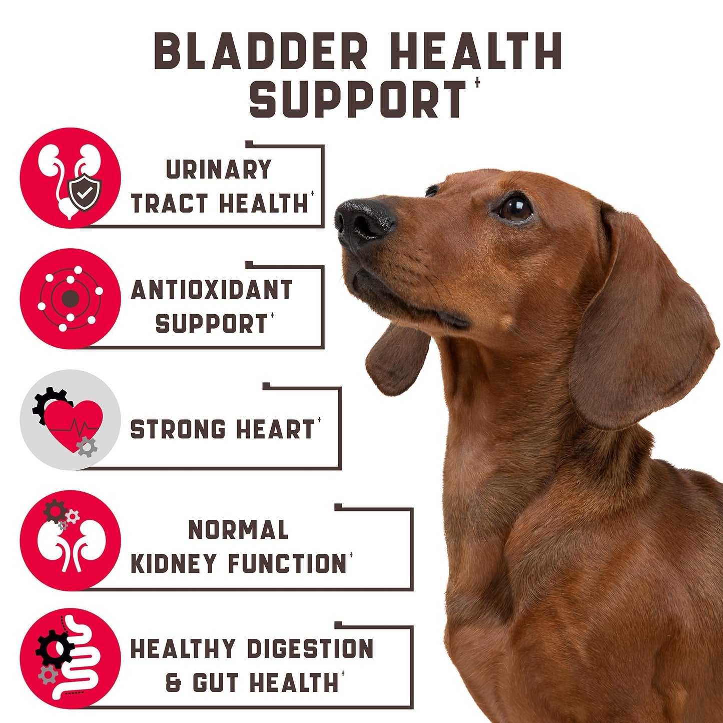 Cranberry Chews for Dogs - Urinary Tract Support 180ct