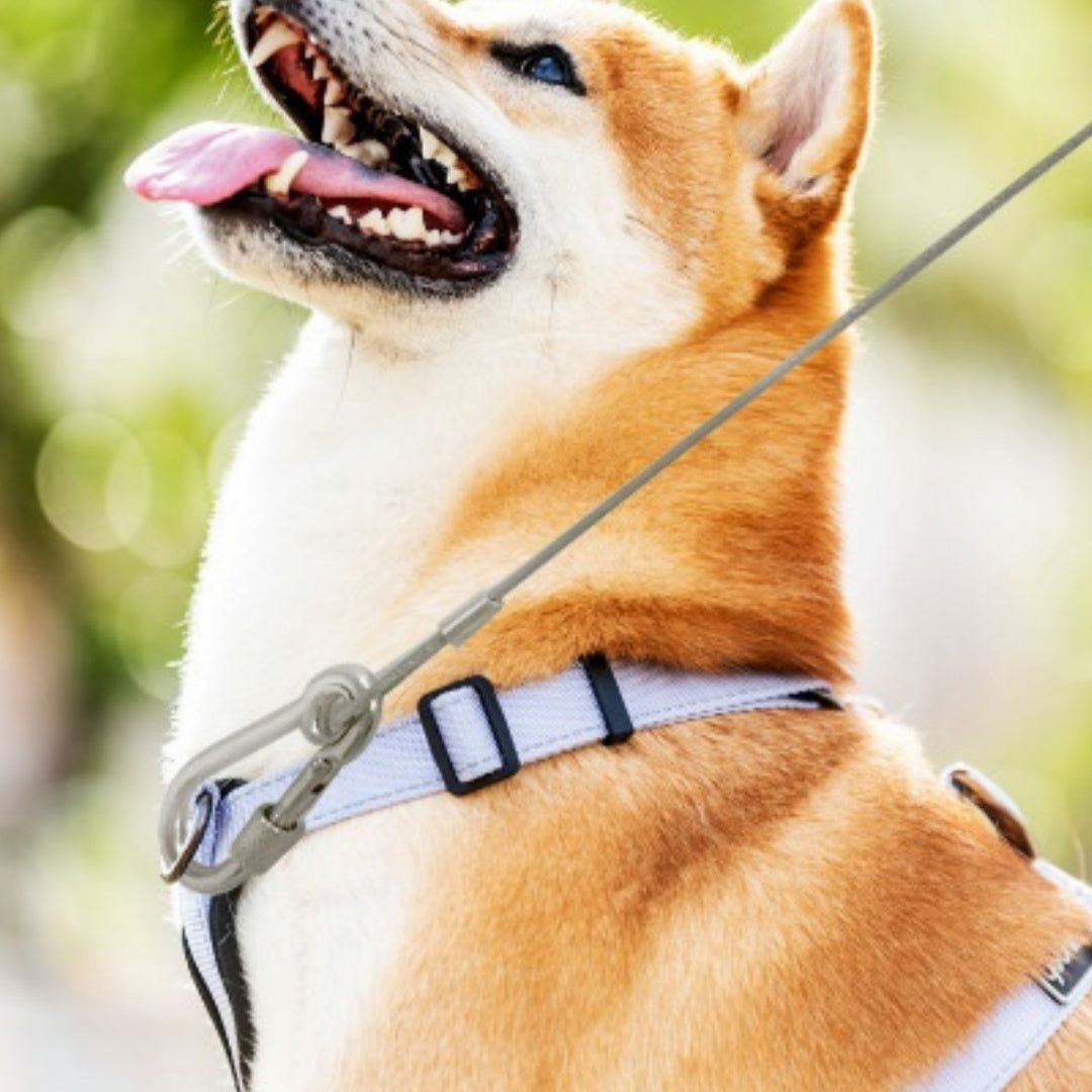 Cross-border Bestseller Extended Dog Leash Stainless Steel Dog Chain | Purrfect Pet Kingdom