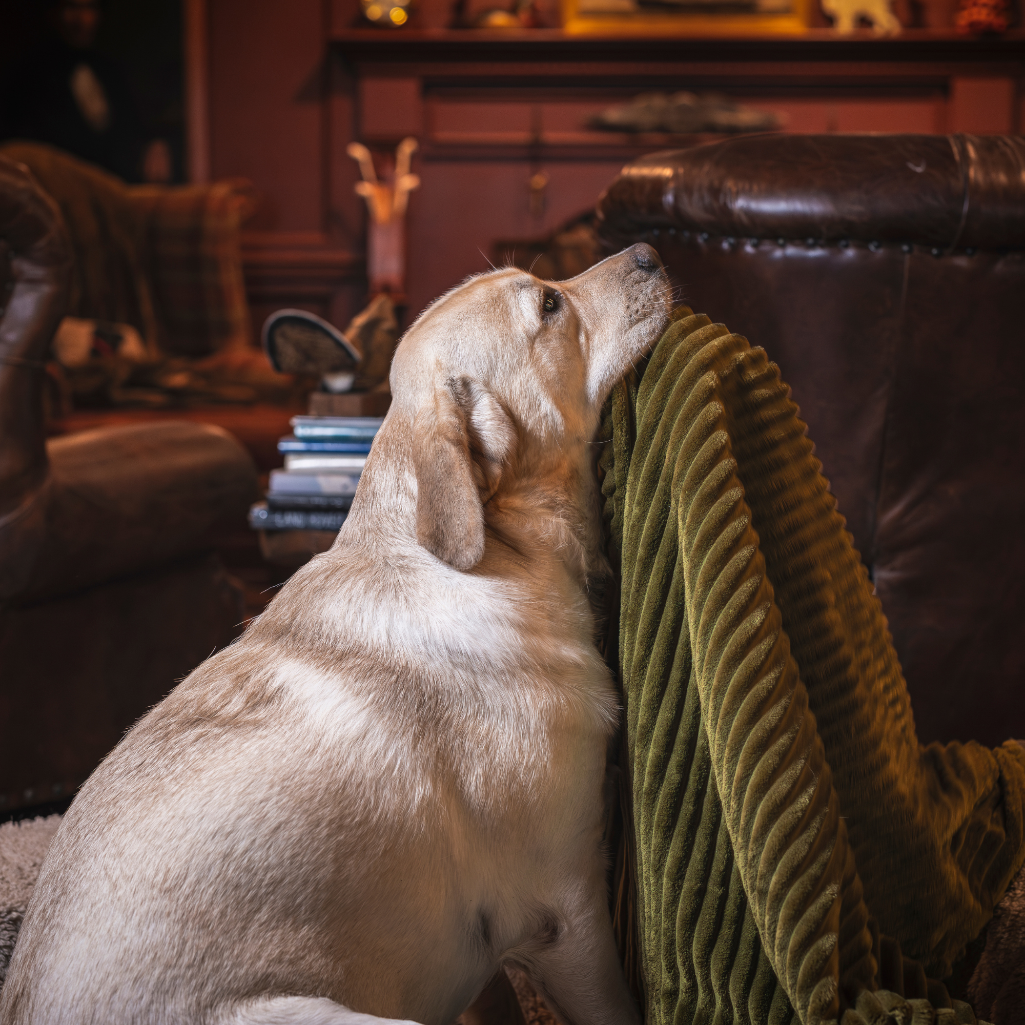 Pet Supply Product | The Finest Market