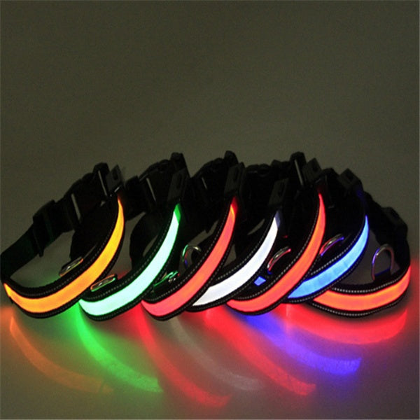 Fluorescent dog collar - Essential Premium Quality