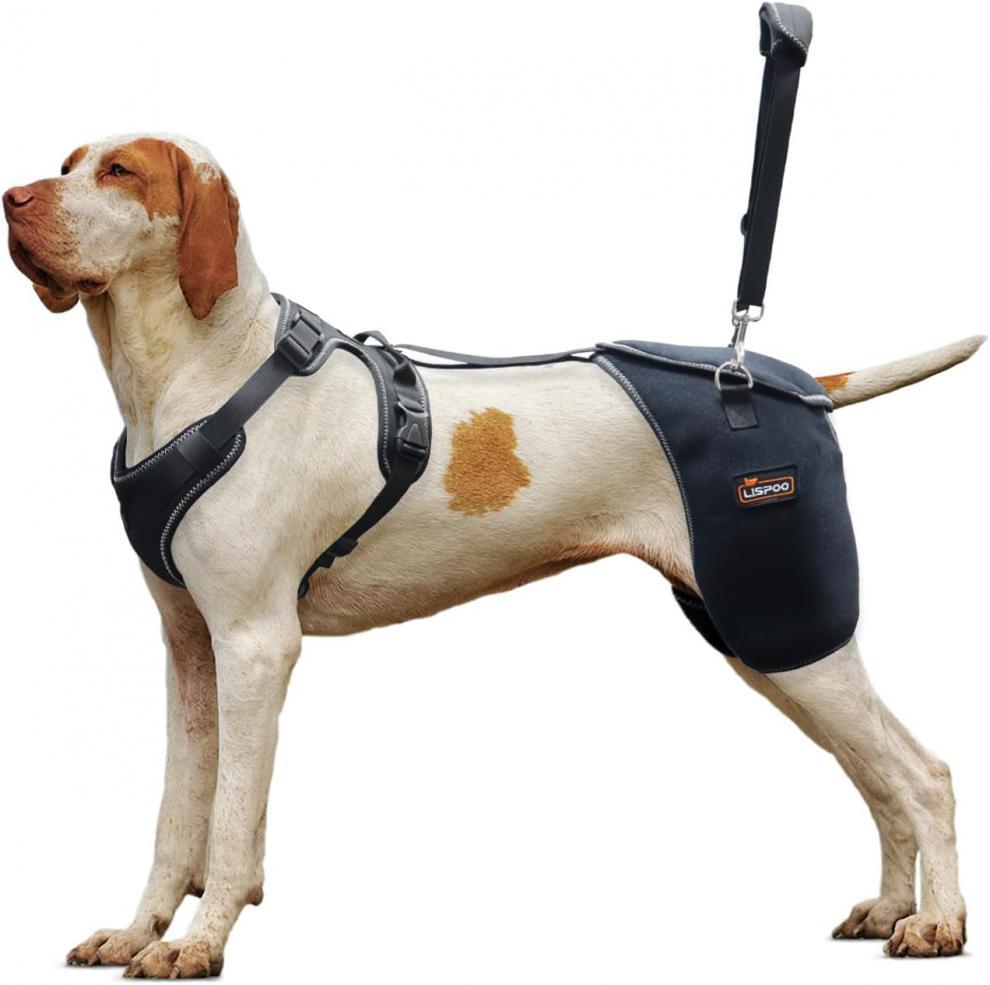 Pet Dog Hip Joint Knee Support Brace Comfortable And Breathable Chest Harness