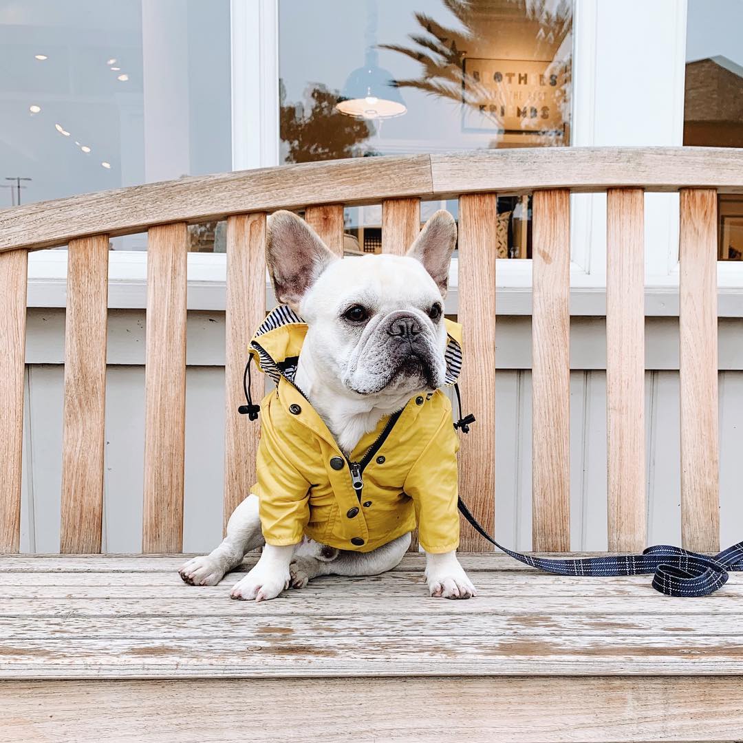 Dog Raincoat Pet Clothes Dog Clothes Rain Water - Majestic Pet Kingdom