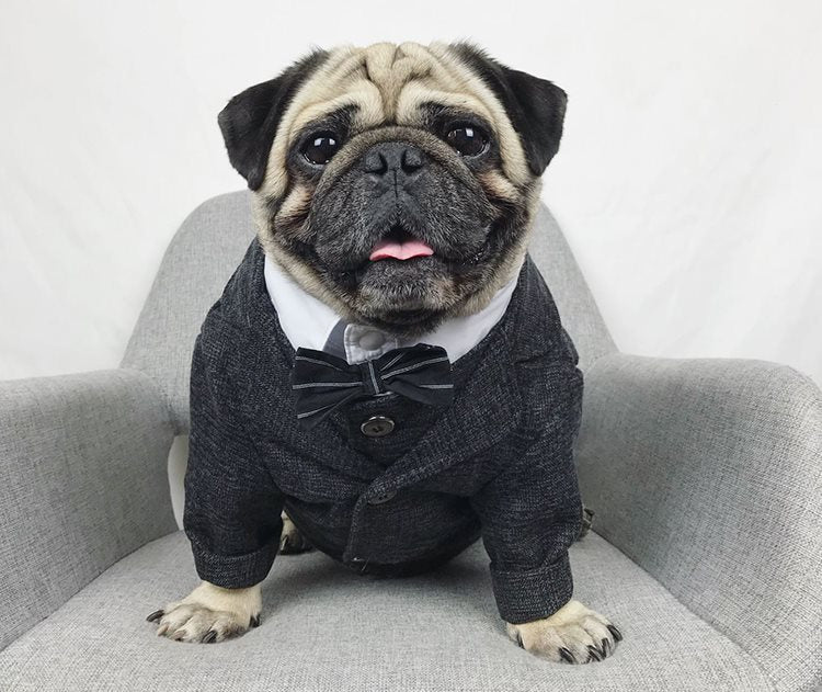 Pet wedding suit - Majestic Pet Kingdom