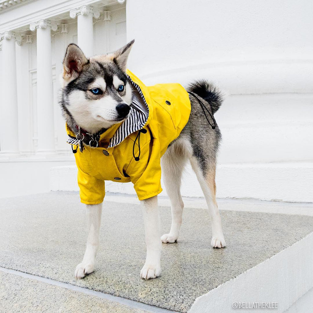 Dog Raincoat Pet Clothes Dog Clothes Rain Water - Majestic Pet Kingdom