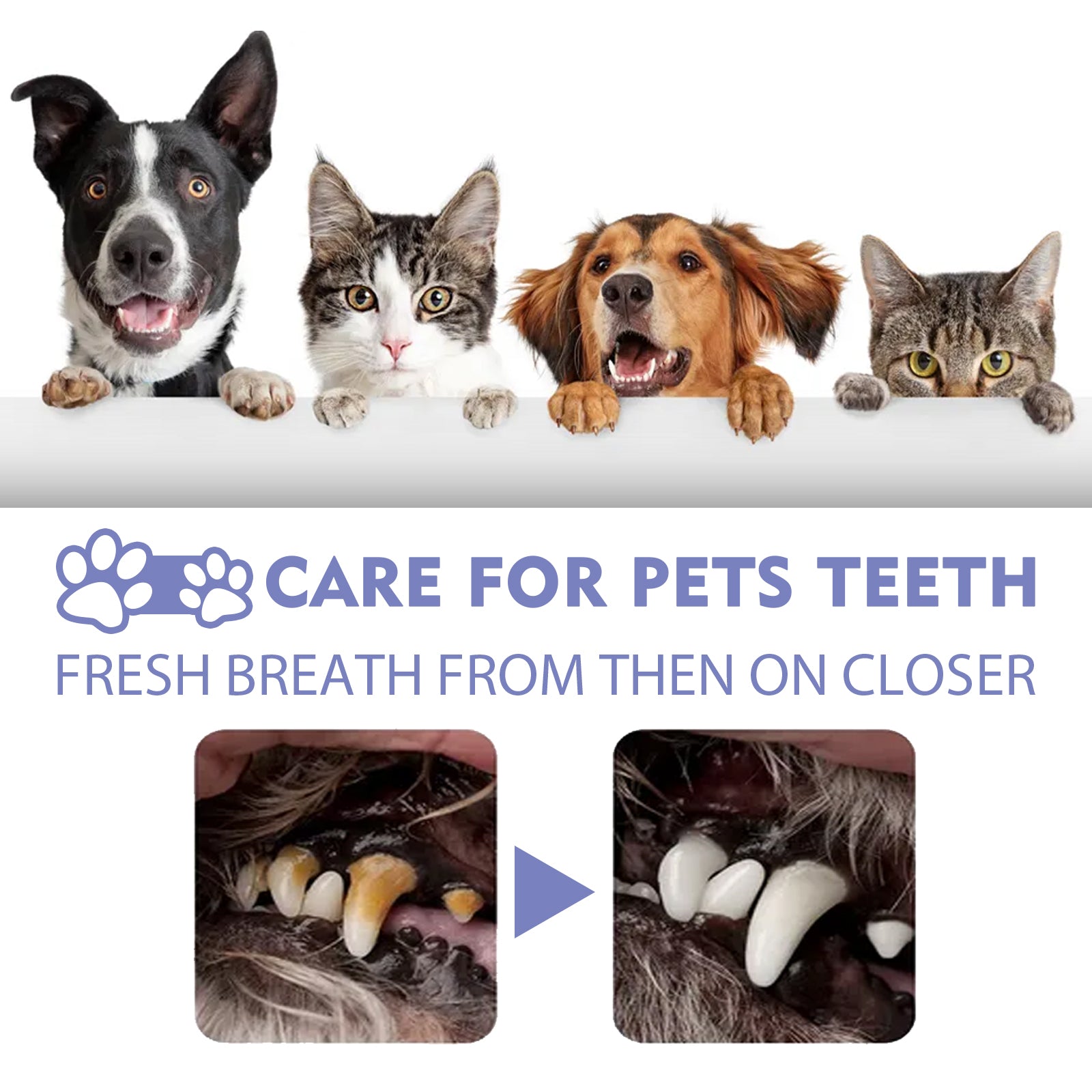 Pet Tooth Cleaning Spray: Oral Care Stain & Plaque Remover