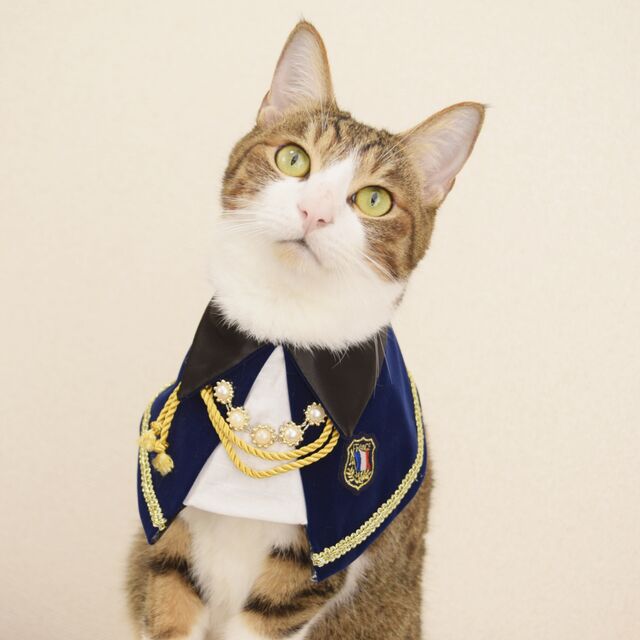 Pet Supplies Cat Decoration Bib Handsome And Funny Accessories - Majestic Pet Kingdom