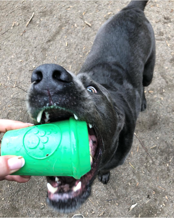 Dog Chew Toy Coffee Cup Treat Dispenser Rubber Power Chewers - Detail Angle 6 | Majestic Pet Kingdom
