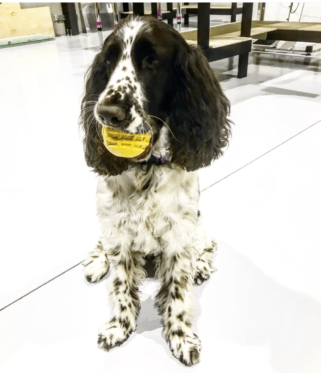 Dog Chew Toy Industrial Ball Yellow Rubber Heavy Chewer USA