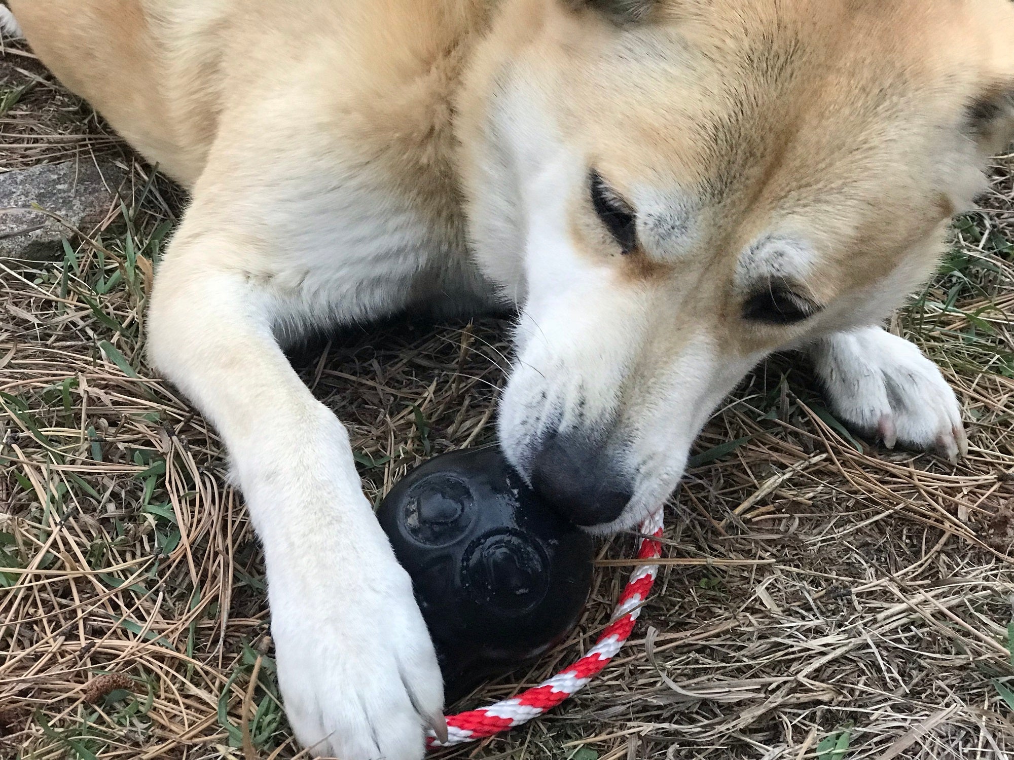 Pet Supply Product | The Finest Market