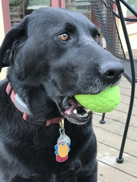 Pet Supply Product | The Finest Market