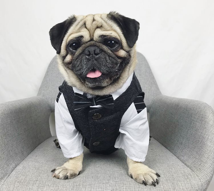 Pet wedding suit - Majestic Pet Kingdom