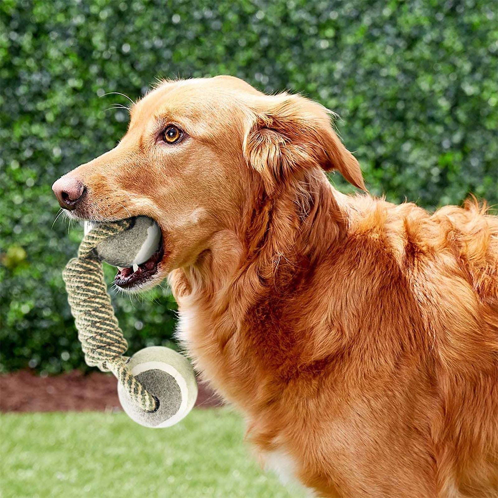 Pet Dog Toys For Large Small Dogs Toy Interactive Cotton Rope Mini Dog Toys Ball For Dogs Accessories Toothbrush Chew Premium Cotton-Poly Tug Toy For Dogs Interactive Rope Dog Toy For Medium Dogs - Majestic Pet Kingdom