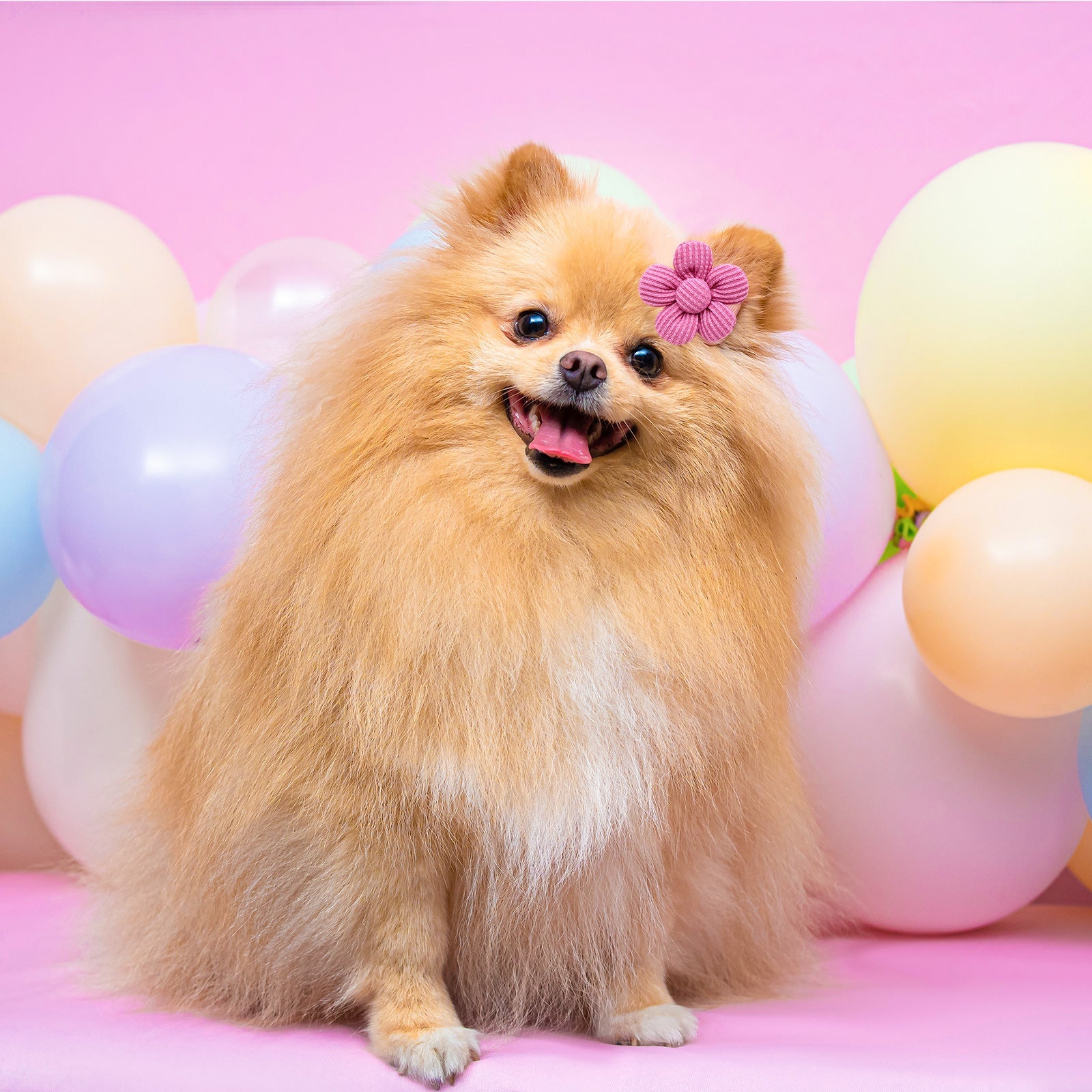 Pet Headdress Flower Spring Flower Solid Color Headdress Flower Dog | Majestic Pet Kingdom™