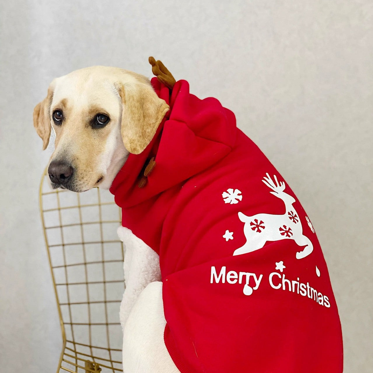 Pet Product - Premium Pet Accessory