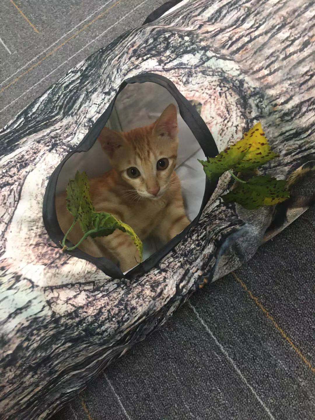 Tree Pattern Tunnel Pet Zhiyi Cat Toy Pets Supplies Dog Toys - Majestic Pet Kingdom