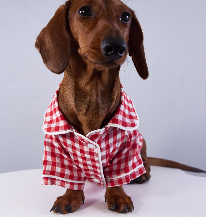 Pet Product - Premium Pet Accessory