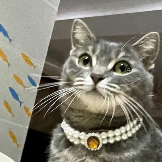 Cat Pearl Necklace Pet Collar - Majestic Pet Kingdom