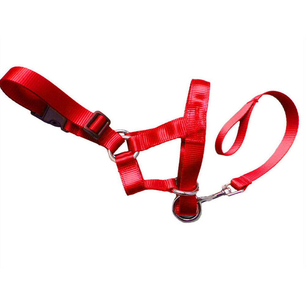 Dog Training Lead Anti-Pull Correction Head Collar Halter - Detail Angle 3 | Majestic Pet Kingdom