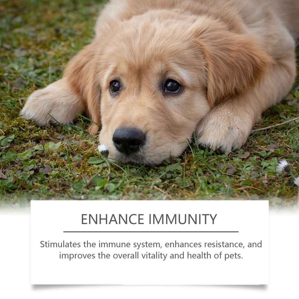 Dog Immune Support Supplement: Daily Health Booster