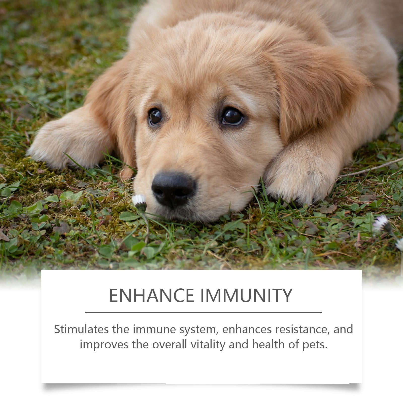 Dog Immune Support Supplement: Daily Health Booster