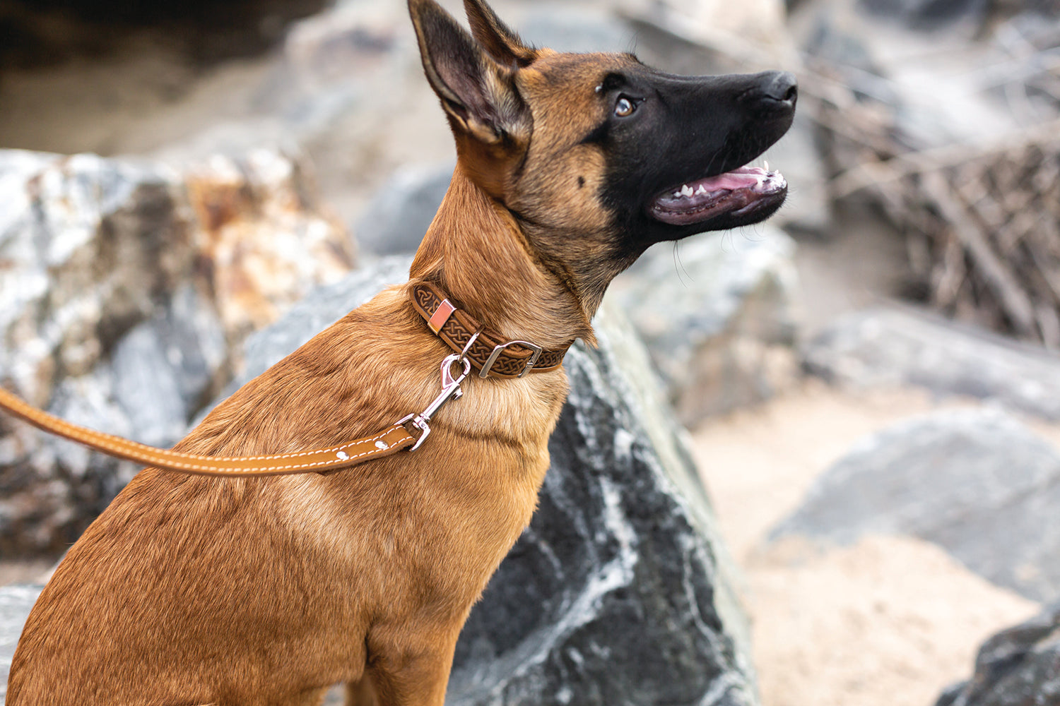 Dog Collar Celtic Style Genuine Leather Double Buckle Strap - Detail Angle 2 | Majestic Pet Kingdom