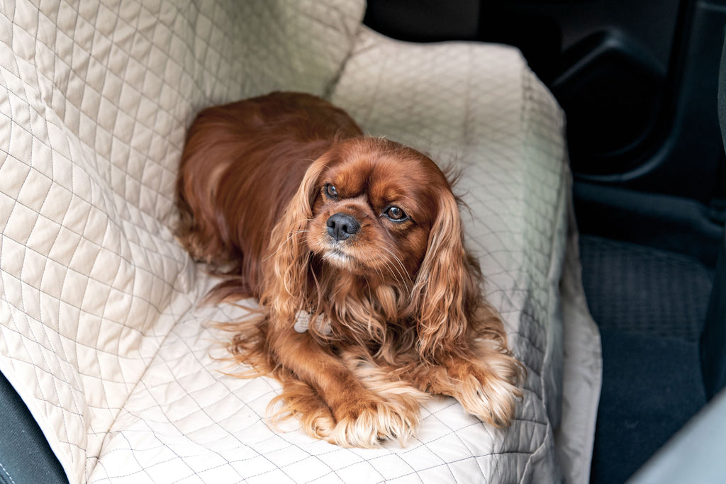 Pet Supply Product | The Finest Market