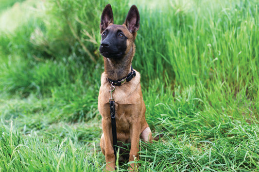 Premium Pet Product Premium Quality Product Essential Pet Su