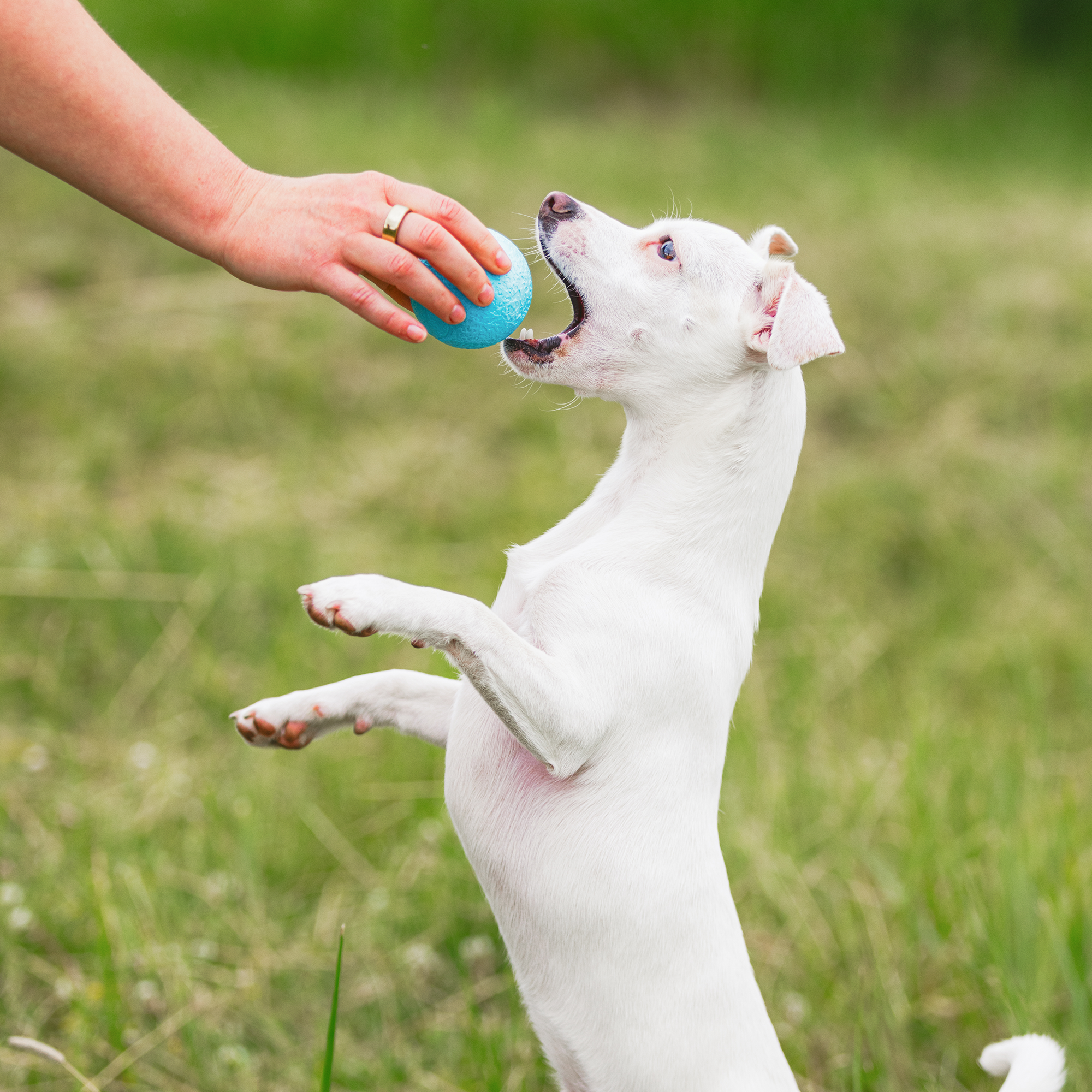 Boundr Fetch Chew Ball Dog Toy for Tough Chewers