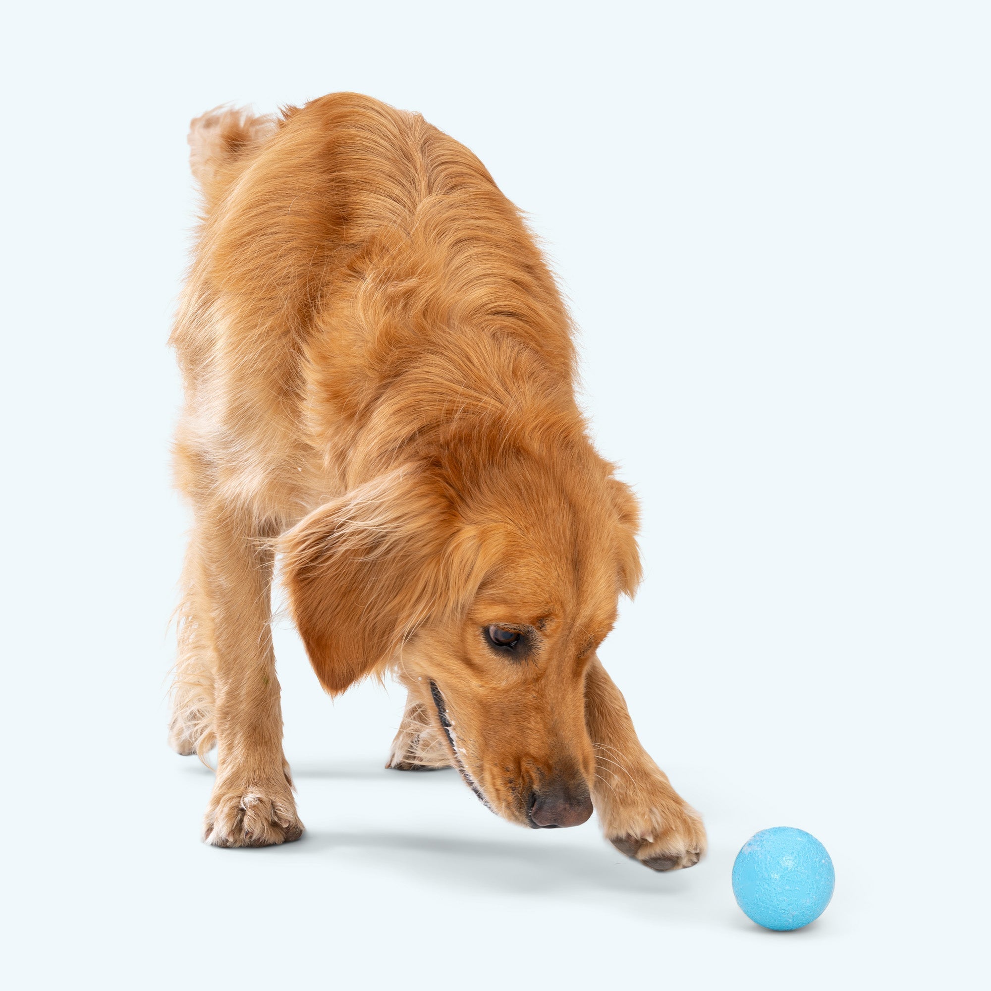 Boundr Fetch Chew Ball Dog Toy for Tough Chewers