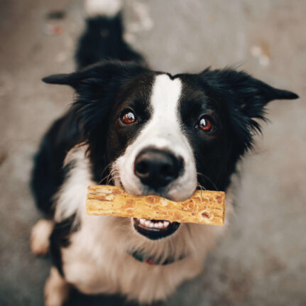Dog Chews Nothin To Hide Chicken Rawhide Alternative 2pk 5in - Detail Angle 3 | Majestic Pet Kingdom