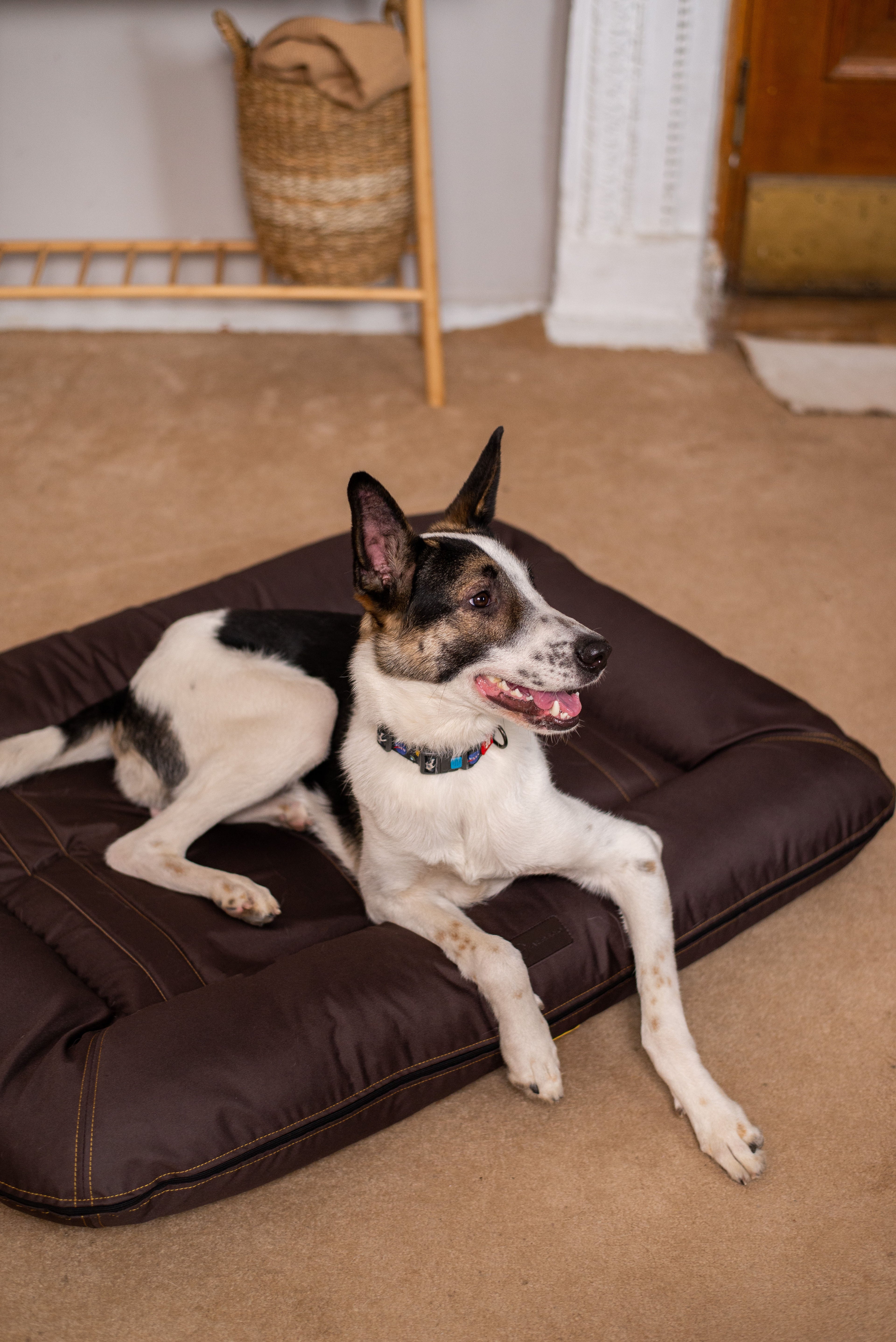 Waterproof Lounger Dog Bed – Oxford Fabric, Large Breed, Brown