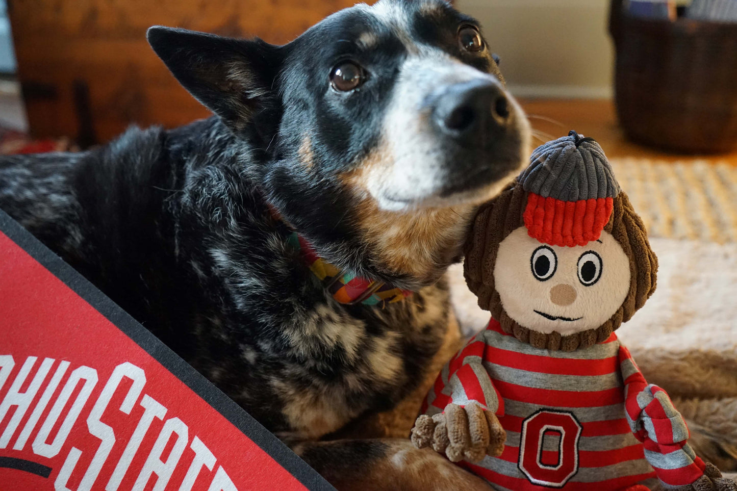 Dog Plush Toy NCAA Ohio State Brutus Buckeye Knottie