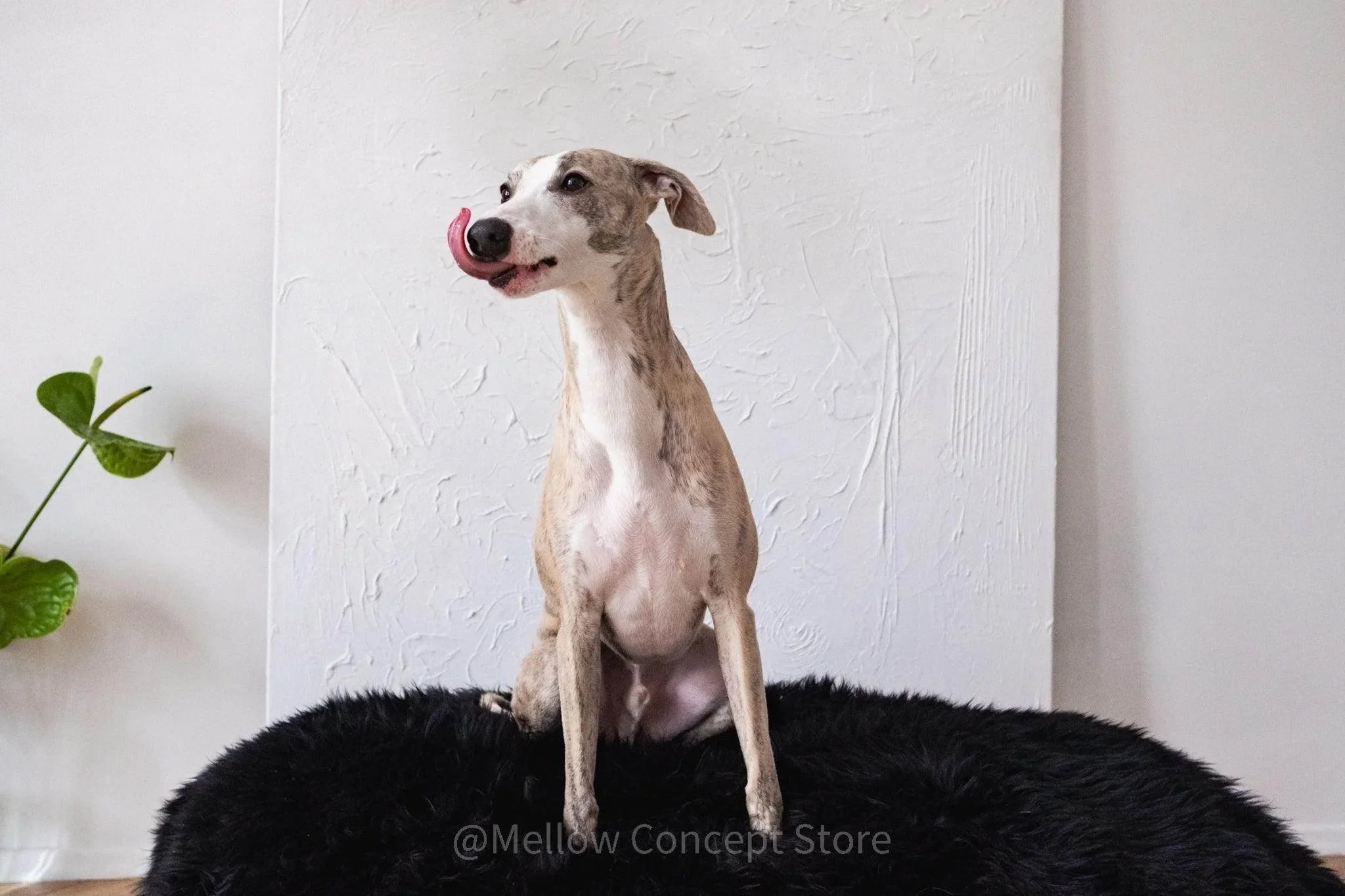 Oval Sheepskin™ Luxury Pet Bed - Majestic Pet Kingdom