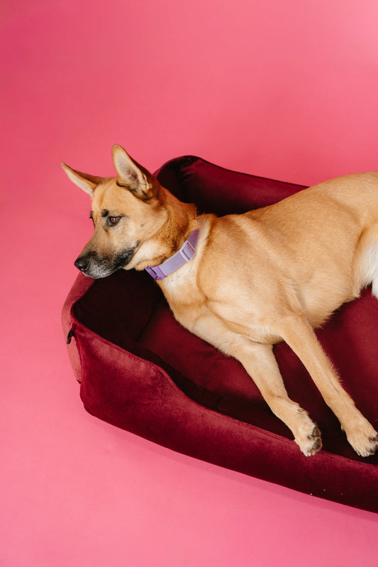 pet-chester-ortho-series-luxury-view-1 | Majestic Pet Kingdom