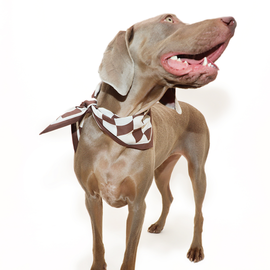 Hershey Scarf