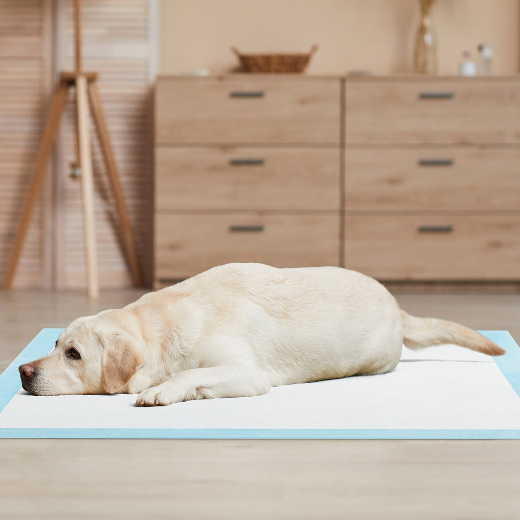 Dog and Puppy Pee Pads 36" x 36" (100 Counts) for Potty Training-Blue - Majestic Pet Kingdom