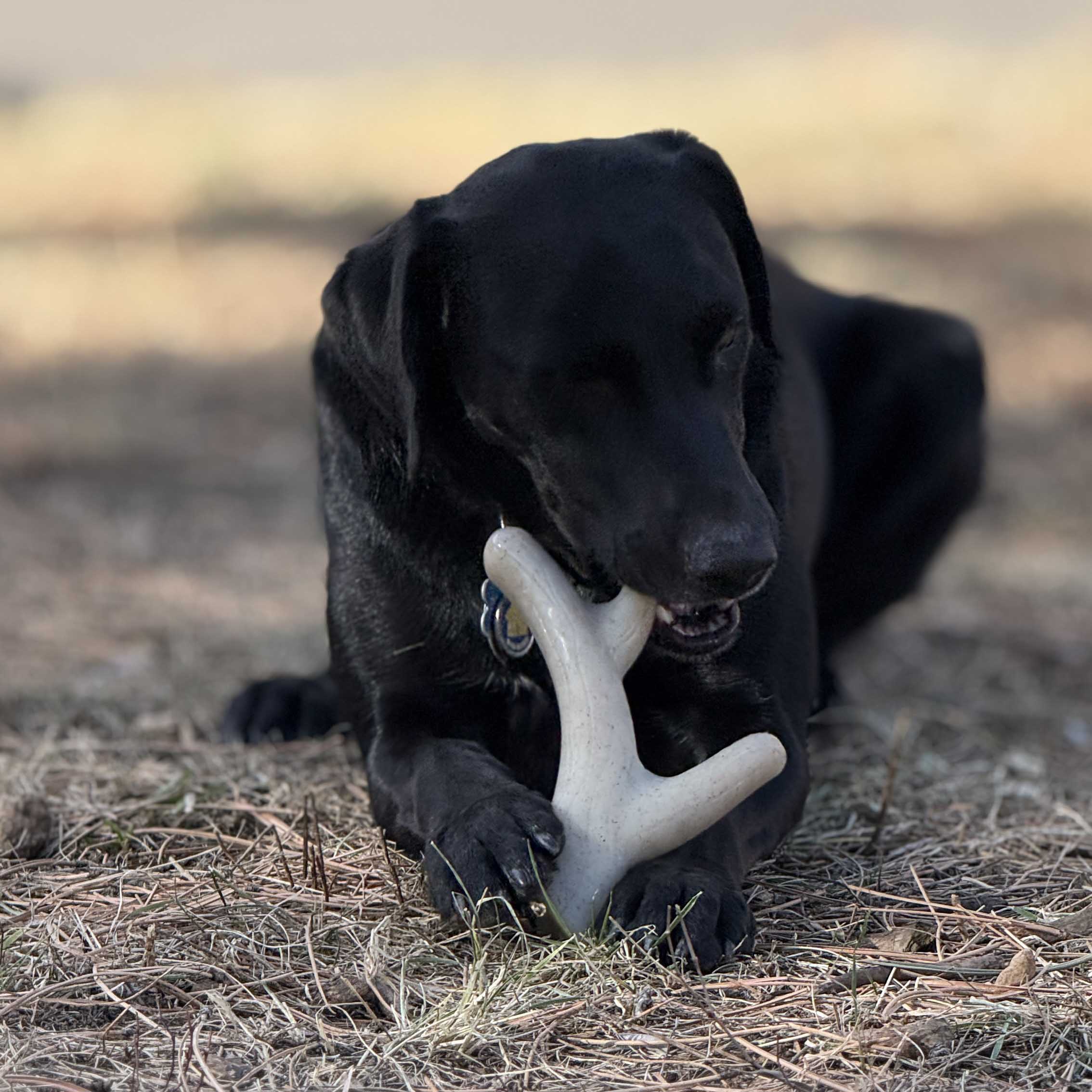 Pet Supply Product | The Finest Market