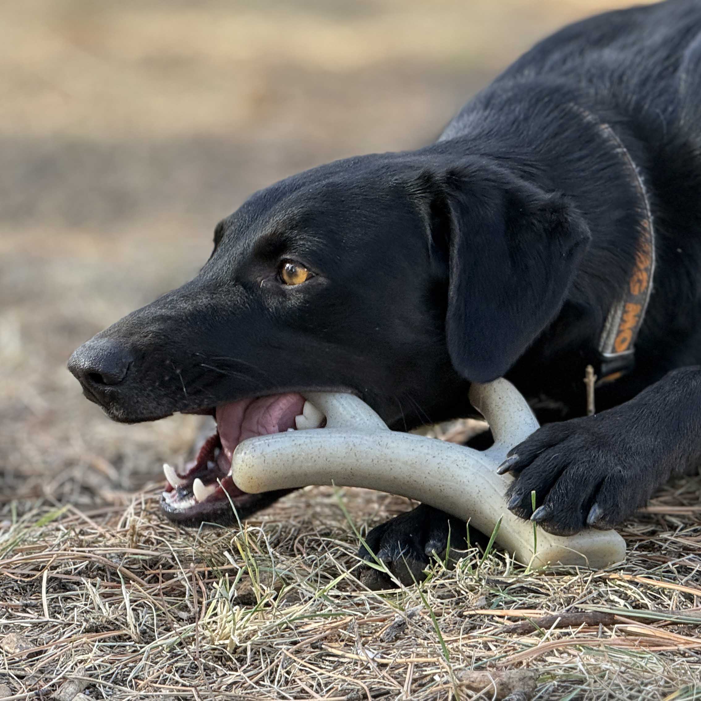 Pet Supply Product | The Finest Market