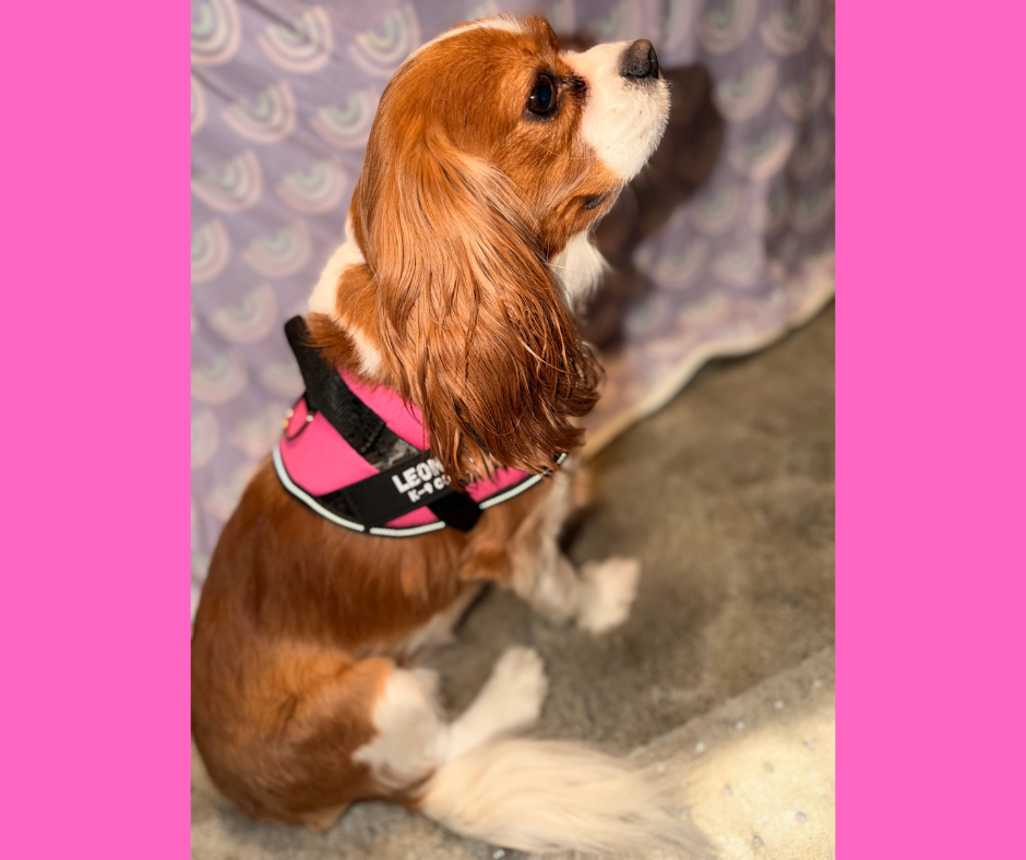 Easy On, No-Pull Dog Harness
