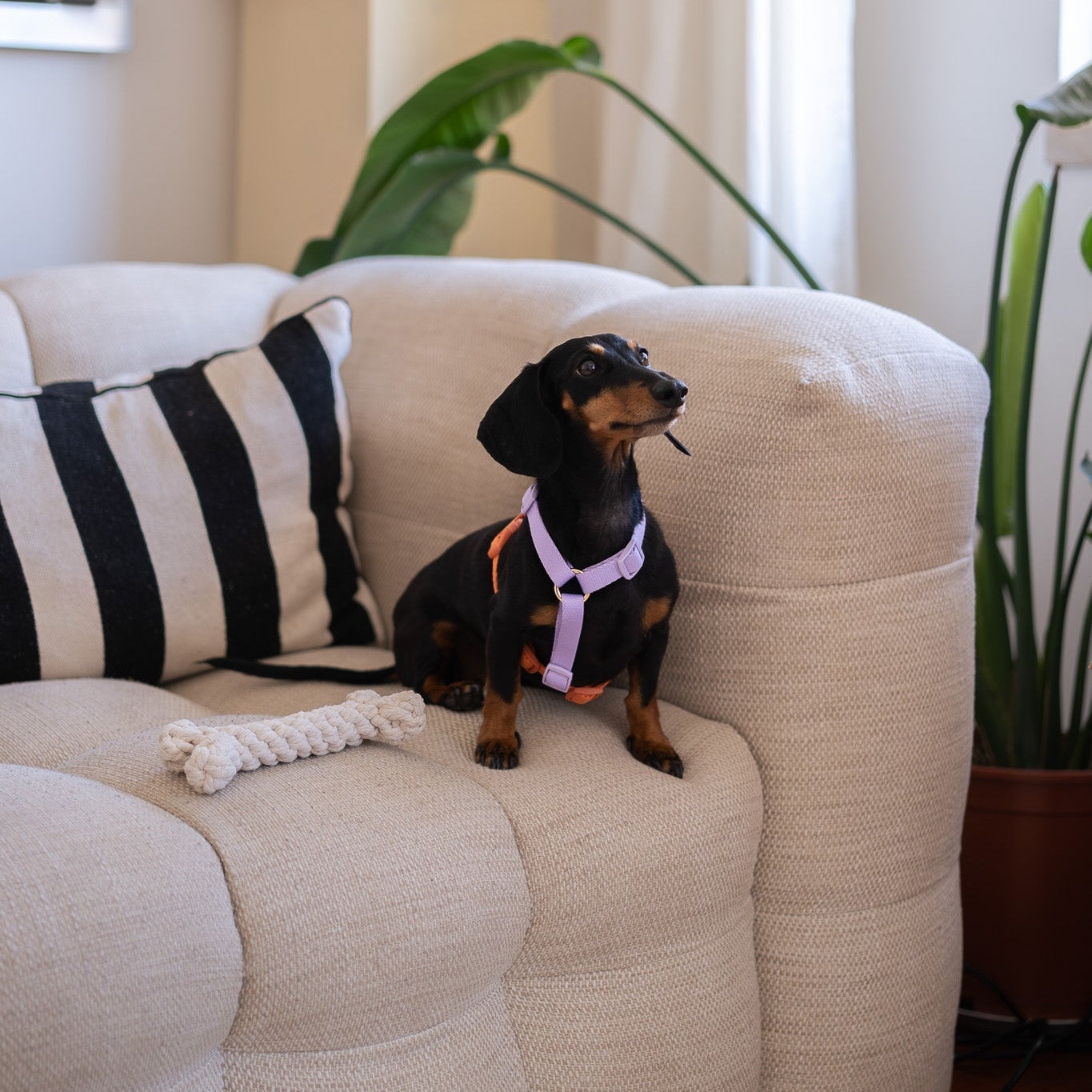 Dog Harness Lavender and Terracotta Dual Tone Step-In Vest Band - Detail Angle 3 | Majestic Pet Kingdom